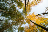 Fototapeta Niebo - Forest transformation