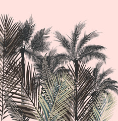 Fototapeta Beautiful tropical vector illustration with palm plants