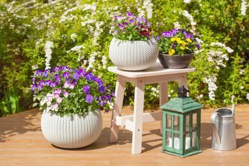 beautiful pansy summer flowers in flowerpots in garden