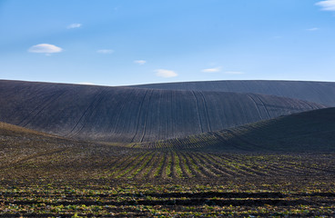 Wall Mural - plowed fields on the hills under a clear blue sky