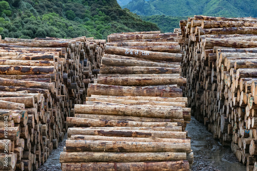 Stacks of pine tree logs in a New Zealand port ready for export Poster Mural XXL