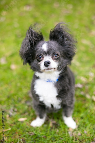 A Long Haired Chihuahua Mixed Breed Dog With Fluffy Ears Buy