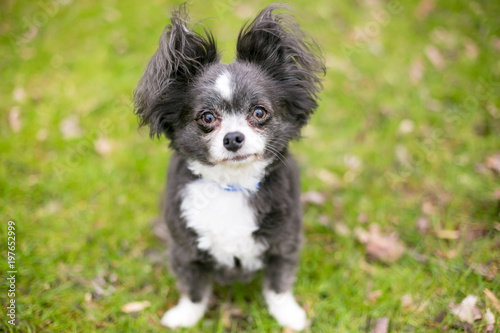A Long Haired Chihuahua Mixed Breed Dog With Fluffy Ears Stock Photo Adobe Stock