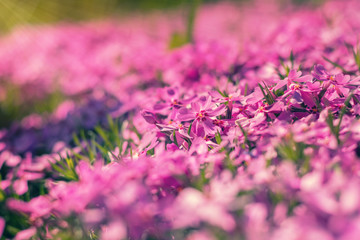 Wall Mural - pink tender phlox. beautiful summer background. toned.