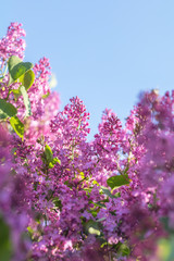 Wall Mural - lilac brunch at the blue sky background