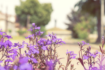 Wall Mural - purple lilac flowers at the city park alley background