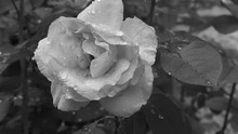 Black White Rose With Drops Slowmo