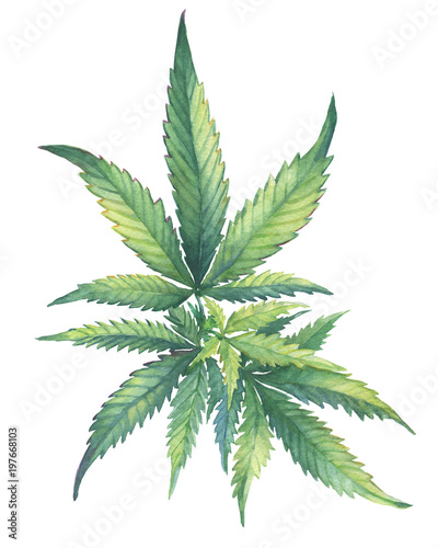 Fototapeta na szkło Zielona gałąź rośliny leczniczej z liśćmi Cannabis sativa (Cannabis indica, Marihuana). Akwarela ręcznie rysowane malarstwo ilustracja na białym tle na białym tle.