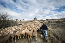 Rear View Of Male Shepherd Herding Sheep While Walking On Field