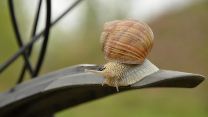 Snail traveler