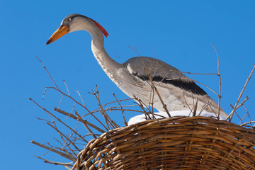 stork in the nest symbol of happiness