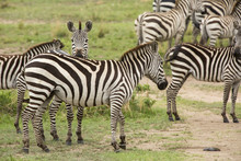 Zebras Standing On Grassy Field