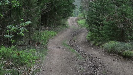 Sticker - Road in the summer wood.
