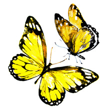 Beautiful Yellow Butterflies,watercolor,isolated On A White
