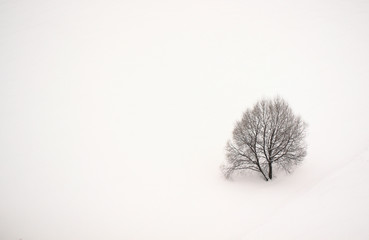 alone tree in the winter field