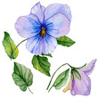 Beautiful botanic set (blue and purple viola flowers and leaves). Colorful violet flower and green leaves isolated on white background. Watercolor painting.
