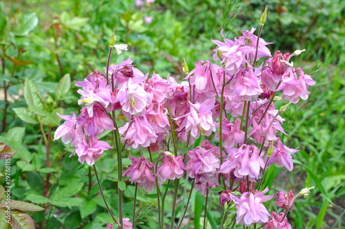 Fotografía Bright garden flowers in early spring (flower Aquilegia)