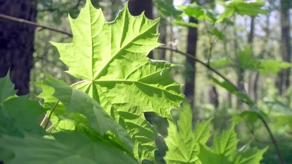Wall Mural - Green leaf of a maple the lit with a bright sun, close up