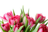 Fototapeta Tulipany - Bouquet of pink tulips on white background, isolate