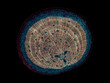 Pinus, pine, older woody root - microscopic cross section cut of a plant stem - dark field