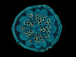 Bryonia, stem with sieve plates - microscopic cross section cut of a plant stem - dark field