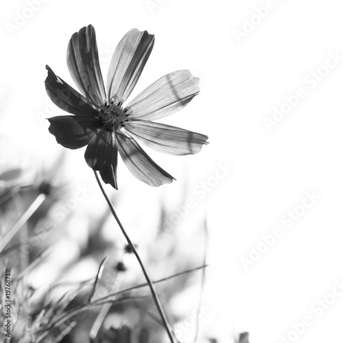 Naklejki czarno białe  kosmos-kwiat-na-bialym-tle-czarno-biale-zdjecie