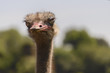 Portrait of an ostrich, controlled conditions. Taken in Cabarceno Natural Park in Spain, home to a hundred animal species from five continents living in semi-free conditions.