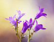 Fioletowe kwiaty - dzwonek
