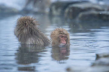 Snow monkey in a hot spring, Nagano, Japan.