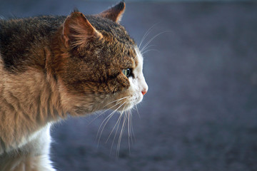 cat profile, feline during hunting