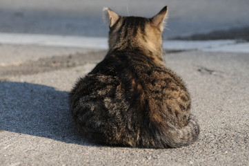 イタリアの自由猫たち