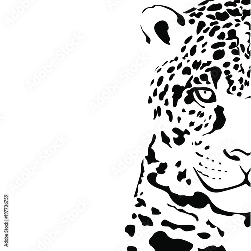 Cuadros en Lienzo Black and white vector sketch of a half of a head of a Jaguar
