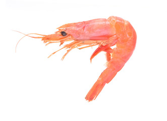 Sticker - Shrimp on a white background