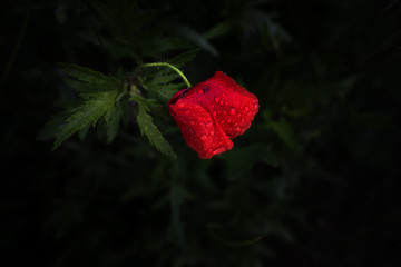 Like a splendid art muse, this small wild poppy flower, bright red on a dark background, in the rain with drops of water visible on the petals. Selected focus and blurred background.