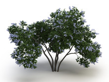 Tree Lilac