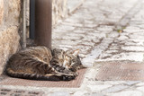 Fototapeta Kuchnia - Gato callejero durmiendo en la calle