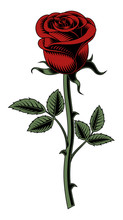Red Rose On White Background. Vector Illustration.