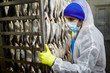 © pressmaster - Young staff in coveralls, gloves and mask pushing smoke cart with fresh herrings