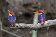 The Oriental Dwarf Kingfisher, Also Known As The Black-backed Kingfisher. A Widespread Resident Of Lowland Forest, It Is Endemic Across Much Of The Indian Subcontinent And Southeast Asia.