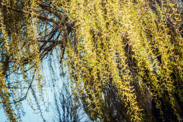 Wall Mural - Yellow weeping willow blossom branches at sky