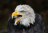 bald eagle Haliaeetus leucocephalus