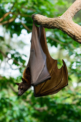 Malayan flying fox