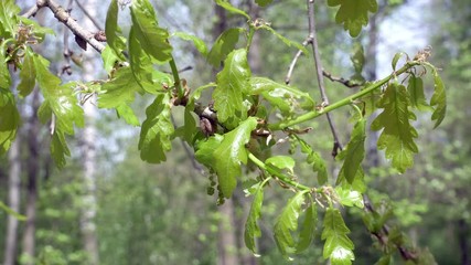 Wall Mural - fresh young green oak leaves in bright sun light, prores footage