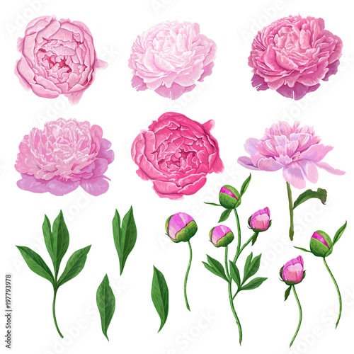 Floral Elements Set with Pink Peony Flowers, Leaves and Buds Fototapete