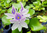 Water Hyacinth in Bloom