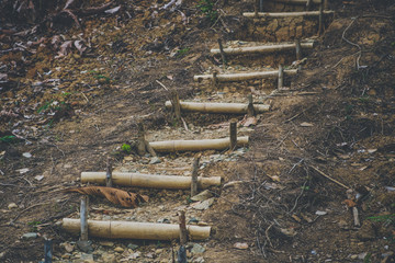 bamboo stairs , wooden steps  - hiking path inside forest