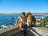 Fototapeta Łazienka - Two barbary macaques looking at each other with love. The Rock of Gibraltar