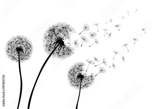 abstrakcjonistyczny-dandelions-dandelion-z-lataniem