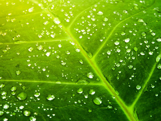 Lush green leaf with water droplets. Natural fresh background.