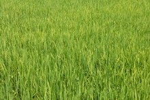 Vibrant Green Rice Growing In A Paddy Field On A Plantation In Central Vietnam.